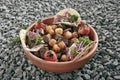 Homemade Azerbaijani Dzhiz-Byz, Jiz-Biz or Ezma with Roasted Lamb Liver Royalty Free Stock Photo