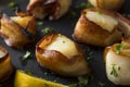 Homemade Bacon Wrapped Scallops Royalty Free Stock Photo