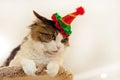 Domestic beautiful cat in a Christmas festive hat. Fluffy Kuril Bobtail cat close-up