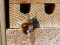 A homemade bee hotel red mason bee