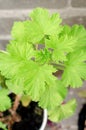 Homemade begonia plant growing in a pot