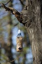 A homemade bird feeder made out of a plastic bottle filled with bird seed and hanging