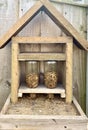 Homemade Bird Feeder