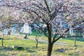 Homemade bird feeders on a flowering tree