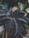 Homemade black star begonia plant during the day taken from a low angle, indonesi