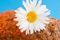 Homemade bread with cereals and chamomille and fresh egg on a blue background