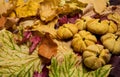 Delicious, fresh pumpkin cookies, colorful maple leaves on a wooden background. Royalty Free Stock Photo