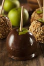 Homemade Caramel Taffy Apple with Peanuts Royalty Free Stock Photo