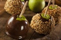 Homemade Caramel Taffy Apple with Peanuts Royalty Free Stock Photo