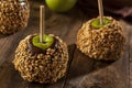 Homemade Caramel Taffy Apple with Peanuts Royalty Free Stock Photo