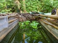 Homemade catfish pond made of bamboo covered with plastic. Simple fish pond with green water. Home fishing industry.