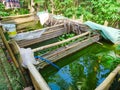 Homemade catfish pond made of bamboo covered with plastic. Simple fish pond with green water. Home fishing industry.