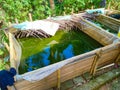 Homemade catfish pond made of bamboo covered with plastic. Simple fish pond with green water. Home fishing industry.