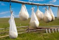 Homemade cheese hung on wooden stick to dry traditionally in the sheepfold Royalty Free Stock Photo