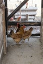 Homemade chickens in a shed in the countryside Royalty Free Stock Photo