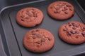 Homemade chocolate chip cookies in a baking tray Royalty Free Stock Photo