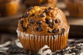 Homemade Chocolate Chip Muffins Royalty Free Stock Photo