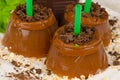 Homemade chocolate pops Royalty Free Stock Photo