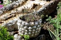 Homemade concrete flower pot covered with shells filled with dried plants in local home garden surrounded with improvised stream