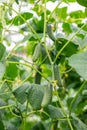 Homemade cucumbers grow on stems. Selective focus