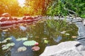 Homemade decorative pond for fish in the garden with ornamental Royalty Free Stock Photo