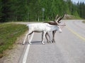 Homemade deer on the roads of Finland