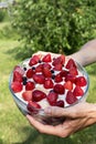 Homemade dessert with strawberries and blueberries and coconut cream in a glass dish in hands on background of green plants Royalty Free Stock Photo