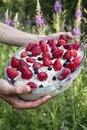 Homemade dessert with strawberries and blueberries and coconut cream in a glass dish in hands close-up on background of fireweed Royalty Free Stock Photo