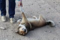 Homemade dog fondled,gives paw Royalty Free Stock Photo