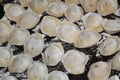 Homemade dumplings molded by hand meat in dough