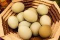 The homemade eggs of the Araucana chicken Royalty Free Stock Photo