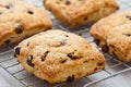 Homemade english scones Royalty Free Stock Photo