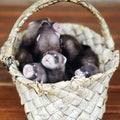 Homemade ferrets in a birch bark basket