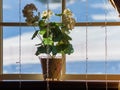 Homemade flower in a pot on the windowsill. Outside a winter sunny day Royalty Free Stock Photo