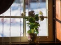 Homemade flower in a pot on the windowsill. Outside a winter sunny day Royalty Free Stock Photo