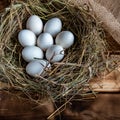 Chicken egg in the nest