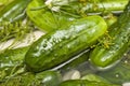 Homemade fresh dill pickle