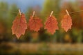 Homemade garland of colored autumn leaves