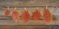 Homemade garland of colored autumn leaves