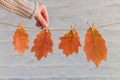 Homemade garland of colored autumn leaves