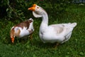 Homemade geese on a green grass. Royalty Free Stock Photo
