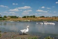 Homemade geese on the pond in the village. Royalty Free Stock Photo