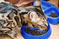 Homemade ginger with black stripes Bengal cat eats from a blue plastic bowl cat food,