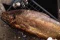 Homemade golden smoked salmon on grid in camp smoking shed Royalty Free Stock Photo