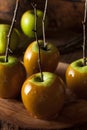 Homemade Green Caramel Apples Royalty Free Stock Photo