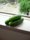 Homemade green cucumbers on the balcony