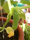 Homemade green cucumbers on the balcony