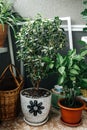 Homemade green plants in a pot