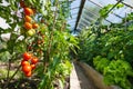 Homemade greenhouse with fresh bunch of red ripe and unripe natural tomatoes growing on a branch. Royalty Free Stock Photo