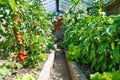 Homemade greenhouse with fresh bunch of red ripe and unripe natural tomatoes growing on a branch. Royalty Free Stock Photo